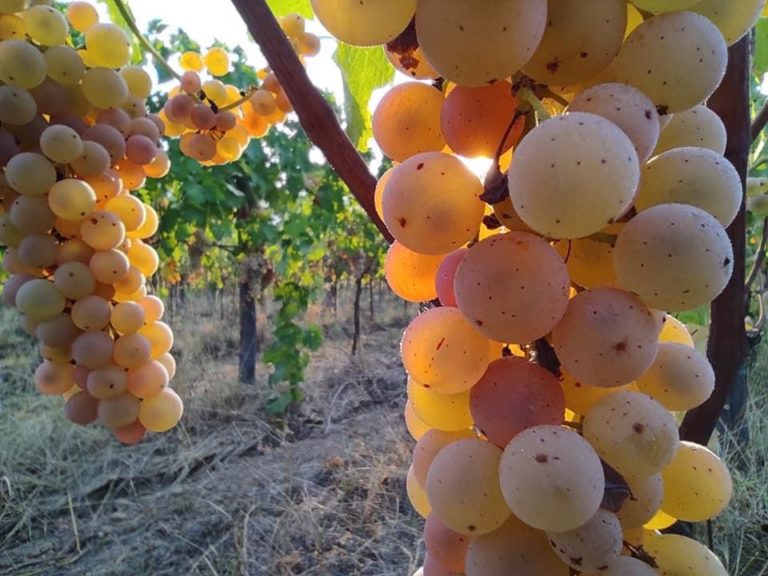 Wein und Spirituosen